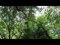 Japanese Cicadas near the Yasukuni Shrine