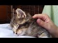 Drowsy kitten falls asleep