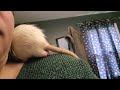 morning routine with my rats #ratties #petrats