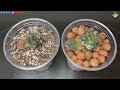 #103 : Experiment of Growing Succulents Indoor (Soil versus LECA)