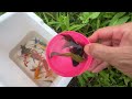 Amazing Catch Tiny Ornamental Puffer Fish, Three Tailed Fish, Koi Fish, Guppies, Angel Fish