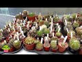 Re arranging my succulent Collection & moving Plants into the Yard for Summer #cactus #cacti