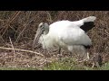 Island Woodstork