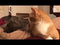 FUNNIEST Cats vs Dogs | The ULTIMATE Compilation 2023 🤣