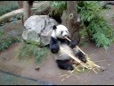 pandas