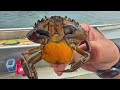 Why Does Everyone Kill Green Crabs?!