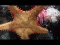 Secrets of Starfish: Fascinating and Curious Facts You Never Knew! Vancouver Aquarium tour 🇨🇦