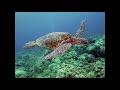 BOM 3, L Shallow, Sea Turtles