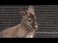 マレーシアの動物園はこんな感じ