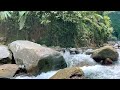 Forest Melodies, Delightful River Flowing Sounds