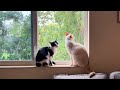 CUTE CATS SEE CAT TV #cat #cats #cute