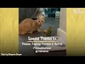 Cat Is Obsessed With His Tiny Love Bird | The Dodo Odd Couples