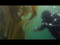 Under the Canopy of a Kelp Forest