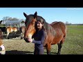 1 HOUR of HAPPY HORSES to Make Your Day Better!