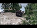 Grouse Mountain Bears