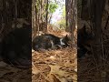 #roadcat: 아파트 풀숲에서 졸고있는 새끼 흰색얼룩 검은 길고양이 🐈 墓