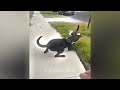 Funniest Dogs and Cats 😘 Best Funny Video Compilation 😂
