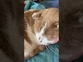 2 Minutes of gentle pets and chin rubs to soothe your soul.