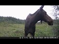 MOOSE, MOOSE, MOOSE - Update on the New View Hunting Game Camera