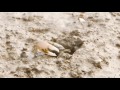 Fiddler Crab Fight