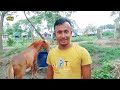 বাংলাদেশে একমাত্র অনলাইনে ঘোড়া বিক্রির খামার | ঘোড়ার খামার horse farm | নিল কৃষিচিত্র