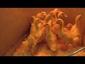 Baby Ducklings At The Farm Supply Store
