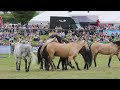 Atkinson Action Horses
