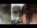 WoW so Cute cats 😍  | funny cats video😸 #Funnycats #Cutecats #Catvideos