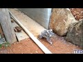 Life is tough for the baby koala and mom in the wild. Mother's Love compilations. So emotional!