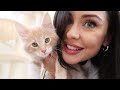 BRINGING MY MAINE COON KITTENS HOME *VLOG & KITTEN HAUL* ft. Pets at Home, Homesense & The Range 😻