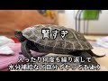 放し飼いにすると亀の面白い行動が見えてくる🐢#ニホンイシガメ#クサガメ