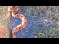 Juvenile copperhead, and cottonmouth rescue