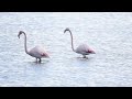 Flamingos in Greece