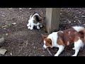 Moomin the Norwegian Forest cat cross, finds a hole and investigates! Then Buddy steals his stick!