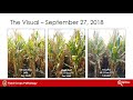 Tar Spot Management on Corn, A Wisconsin Perspective