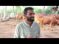 उच्च शिक्षित तरुणाचा साहिवाल गाईच्या गोठ्याचा यशस्वी प्रवास | Sahiwal desi cow ghee success story