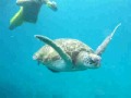 Similan islands sea turtle