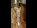 Cute Funny Dog Dancing For Food