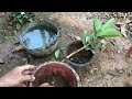 How to grow guava from fruit ? Teang Daily Viral Guava tree 78