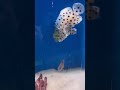 Pufferfish eating