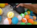 Catch Cute Chickens, Colorful Chickens, Rainbow Chicken, Rabbits, Cute Cats,Ducks,Animals Cute #32