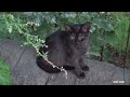 Black kittens and black cats hisses at me