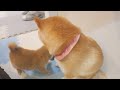 A cute Shiba Inu that protects its puppies like a mother