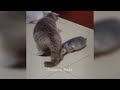 You Laugh You Lose Dogs And Cats 😆 Funny Videos Compilation 😸