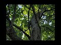 Stroll through Lynchburg's Old City Cemetery