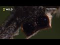 Discover the amazing diversity of spider webs | Wild Hunters  | National Geographic Wild UK