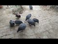 Guineafowl Chickens || #MehranValley #pets #petsandanimals