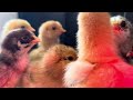 Chicks from hatch day to 4 weeks old