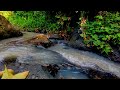 Soothing Zen Music with Water Sounds • Peaceful Atmosphere for Spa, Yoga and Relaxation