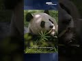 2 pandas from China prepare for their San Diego Zoo debut